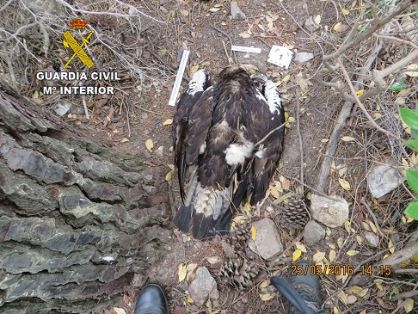 Operación  ANTITOX VI, contra el envenenamiento de aves. Las investigaciones son realizadas por el SEPRONA de la Guardia Civil, tras el hallazgo...