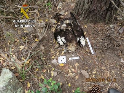 Operación  ANTITOX VI, contra el envenenamiento de aves. Las investigaciones son realizadas por el SEPRONA de la Guardia Civil, tras el hallazgo...