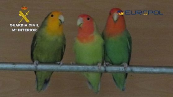 La Guardia Civil, en coordinación con EUROPOL, y con la participación de diversos países de África e Iberoamérica, especialmente México, en el...