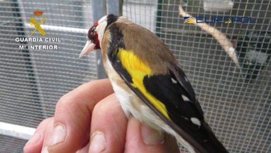 La Guardia Civil, en coordinación con EUROPOL, y con la participación de diversos países de África e Iberoamérica, especialmente México, en el...