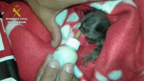 El Servicio de Protección de la Naturaleza (SEPRONA), en el marco de la Operación “PARUM”, ha procedido a la investigación de once personas, por...