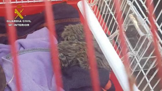 El Servicio de Protección de la Naturaleza (SEPRONA), en el marco de la Operación “PARUM”, ha procedido a la investigación de once personas, por...