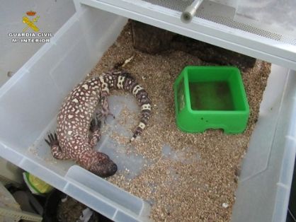 El SEPRONA de la Guardia Civil interviene por primera vez en Europa un ejemplar de Dragón de Komodo, adquirido ilegalmente.