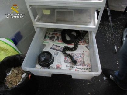 El SEPRONA de la Guardia Civil interviene por primera vez en Europa un ejemplar de Dragón de Komodo, adquirido ilegalmente.