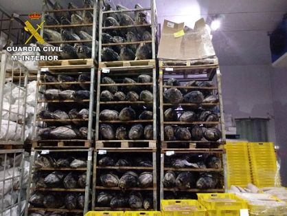 En la operación ATUNALI iniciada por el SEPRONA, que cuenta con la colaboración de INTERPOL y EUROPOL; la Guardia Civil incauta 45 toneladas de...