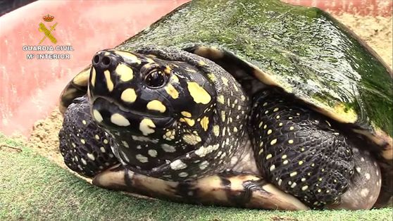 La Guardia Civil, en el marco de la operación COAHUILA, desarticula una de las mayores organizaciones a nivel internacional dedicada al tráfico...