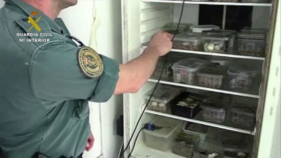 La Guardia Civil, en el marco de la operación COAHUILA, desarticula una de las mayores organizaciones a nivel internacional dedicada al tráfico...