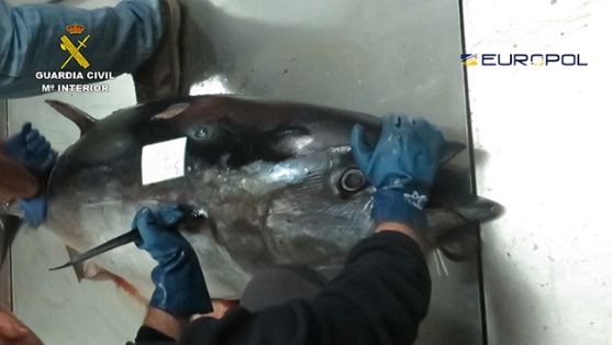 La Guardia Civil, en el marco de la operación TARANTELO, coordinada por Europol, ha desmantelado una red que comercializaba en España atunes que...
