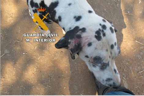 Agentes pertenecientes a las Patrullas del Servicio de Protección de la Naturaleza (SEPRONA), realizan tres actuaciones contra el maltrato animal.