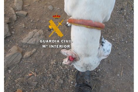 Agentes pertenecientes a las Patrullas del Servicio de Protección de la Naturaleza (SEPRONA), realizan tres actuaciones contra el maltrato animal.