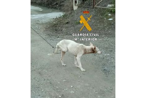 Agentes pertenecientes a las Patrullas del Servicio de Protección de la Naturaleza (SEPRONA), realizan tres actuaciones contra el maltrato animal.