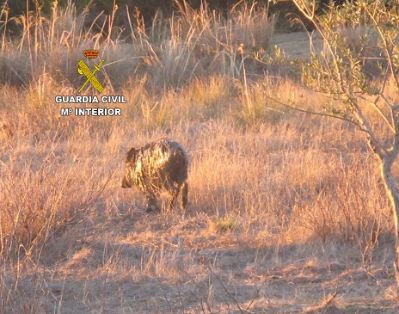 La Guardia Civil rescata a una jabalina que llevaba dos días dentro de un pozo sin poder salir. El rescate se efectúo sin dañar al animal, que una...