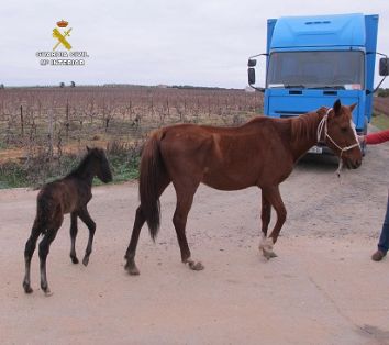 El SEPRONA de la Guardia Civil localiza una serie de animales, abandonados y desnutridos; por lo que se ha instruido Diligencias a un varón en...