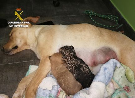 El SEPRONA de la Guardia Civil, dentro de la operación ‘PUPPIES’, investiga a tres personas por sepultar vivos a nueve cachorros de una camada. La...