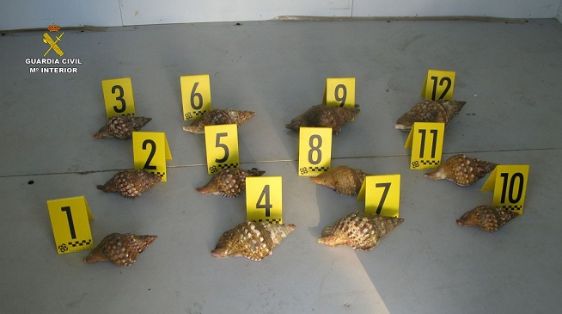 La Guardia Civil decomisa 12 especímenes de caracola marina (Charonia lampas), de especie protegida. Los especímenes decomisados fueron devueltos...
