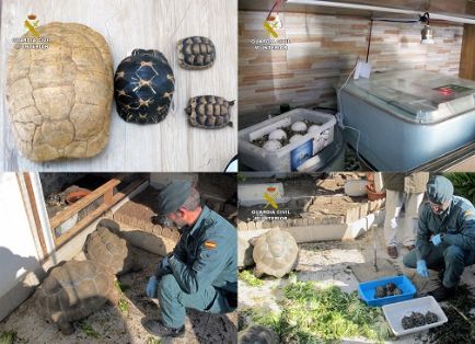 La Guardia Civil, en el marco de la Operación “GRAECA”, desmantela un criadero ilegal de tortugas con cerca de un centenar de especies.