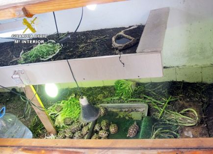 La Guardia Civil, en el marco de la Operación “GRAECA”, desmantela un criadero ilegal de tortugas con cerca de un centenar de especies.