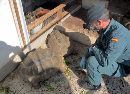 La Guardia Civil, en el marco de la Operación “GRAECA”, desmantela un  criadero ilegal de tortugas con cerca de un centenar de especies.