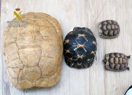 La Guardia Civil, en el marco de la Operación “GRAECA”, desmantela un criadero ilegal de tortugas con cerca de un centenar de especies.