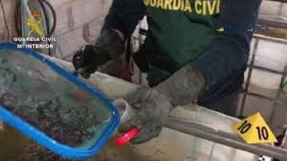 La Guardia Civil, en el marco de la operación ELVER, ha desmantelado un grupo criminal que se dedicaba a la exportación ilegal de angulas hacia...