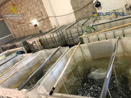 La Guardia Civil, en el marco de la operación ELVER, ha desmantelado un grupo criminal que se dedicaba a la exportación ilegal de angulas hacia...