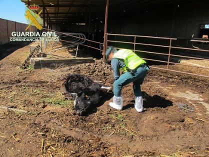 El SEPRONA de la Guardia Civil, procedió a inspeccionar una explotación de ganado bovino en cuyo interior albergaba numerosos animales en...
