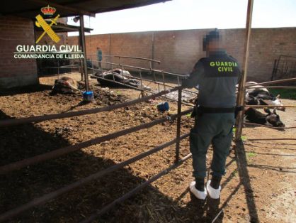 El SEPRONA de la Guardia Civil, procedió a inspeccionar una explotación de ganado bovino en cuyo interior albergaba numerosos animales en...