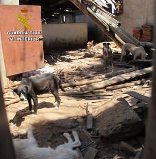 Maltrato animal: Personados agentes del Seprona de la Guardia Civil en el lugar, se constata la existencia de un total de 39 perros de diferentes...