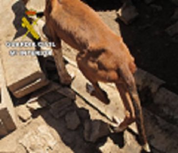 Maltrato animal: Personados agentes del Seprona de la Guardia Civil en el lugar, se constata la existencia de un total de 39 perros de diferentes...