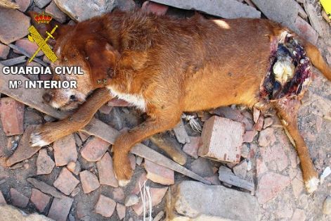 Maltrato animal: Personados agentes del Seprona de la Guardia Civil en el lugar, se constata la existencia de un total de 39 perros de diferentes...