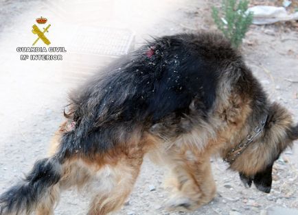 La Guardia Civil investiga a una persona por delito de abandono animal. El can presentaba un estado famélico y diversas heridas. Ha subsistido...