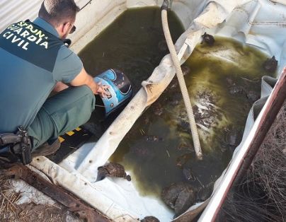 El SEPRONA de la Guardia Civil ha incautado 60 galápagos leprosos (mauremys leprosa), especie protegida. El ahora investigado, ocupaba ilegalmente...