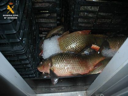 El SEPRONA de la Guardia Civil, dentro de la Operación Glanis,  localiza una nave utilizada para almacenamiento y manipulación de pescado,...