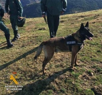 El SEPRONA de la Guardia Civil , han intensificado las actuaciones de carácter preventivo en el ámbito rural, para la localización de cebos...