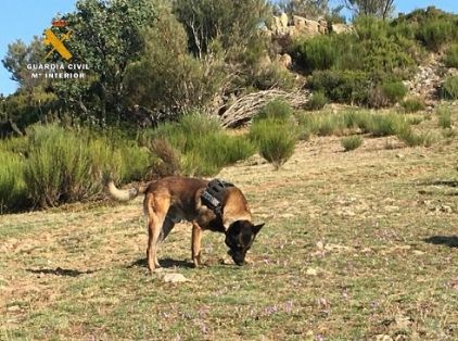 El SEPRONA de la Guardia Civil , han intensificado las actuaciones de carácter preventivo en el ámbito rural, para la localización de cebos...