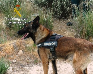 La Guardia Civil, establece dispositivos específicos, con el fin de minimizar el uso de cebos envenenados, que originan un grave perjuicio al...