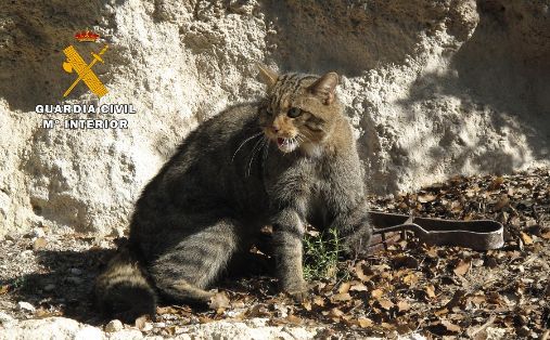2016/12/15 img 1 La Guardia Civil rescata un ejemplar de gato montés atrapado en un cepo