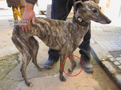 2016/03/04 img 2 El SEPRONA imputa un delito de maltrato animal por abandono de un galgo.
