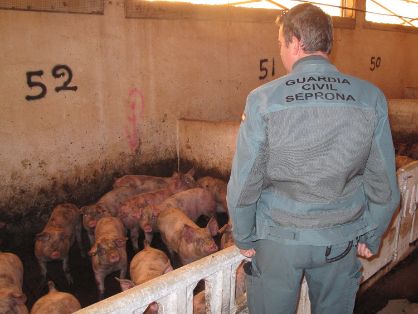 Agentes de la Patrulla del Servicio de Protección de la Naturaleza (SEPRONA) de la Guardia Civil, investiga a los presuntos autores de un delito...