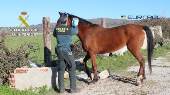 La Guardia Civil en coordinación con EUROPOL desmantela una red que comerciaba con carne de caballo no apta para el consumo