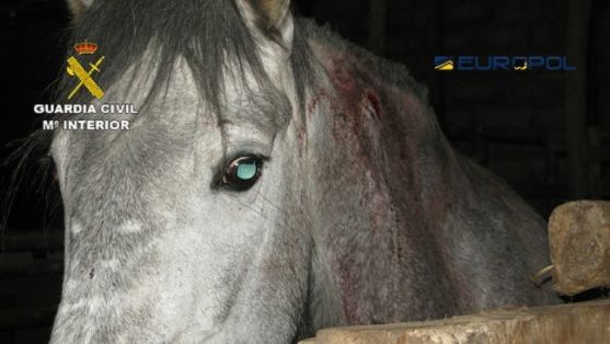 La Guardia Civil en coordinación con EUROPOL desmantela una red que comerciaba con carne de caballo no apta para el consumo