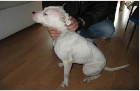 EL SEPRONA de la Guardia Civil de Valladolid investiga a una persona por supuesta estafa por la venta de perros