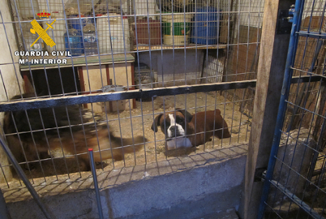 La Guardia Civil destapa una residencia canina clandestina. Las instalaciones inspeccionadas, donde se alojaban 19 perros, carecían de los...