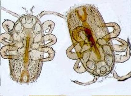 Tropilaelaps clarae vista ventral y dorsal