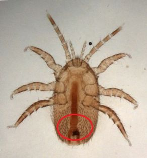 Hembra de Tropilaelaps