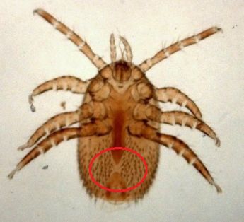 Macho de Tropilaelaps