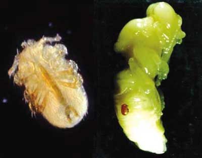 Tropilaelaps. Ácaro sobre una larva de abeja