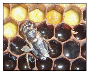 Abejas con alas deformadas