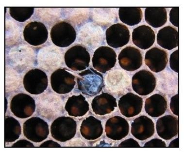 Abejas muertas con lengua proyectada