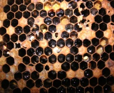 Cría salteada por varroosis